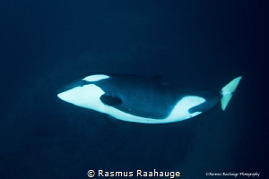 Playfull young orca by Rasmus Raahauge 